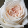 Box of Garden Rose White O'Hara