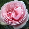 Box of Garden Rose Aphrodite