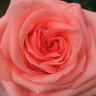 Box of Garden Rose Arthur Rimbaud