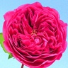 Box of Garden Rose Baronesse