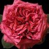 Box of Garden Rose Campanella Hot Pink