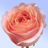 Box of Garden Rose Campanella Pink