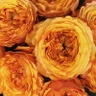 Box of Garden Rose Caraluna