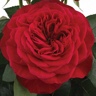 Box of Garden Rose Darcey ® D.A.