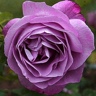 Box of Garden Rose Heirloom