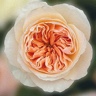 Box of Garden Rose Juliet ® D.A.