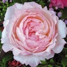 Box of Garden Rose Keira ® D.A.