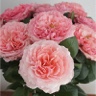 Box of Garden R. Mayra's Rose