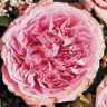 Box of Garden Rose Miranda ® D.A.