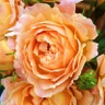 Box of Garden Rose Peach Expression