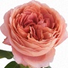 Box of Garden Rose Pink Antike