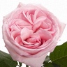 Box of Garden Rose Pink O'Hara