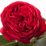 Box of Garden Rose Red Piano