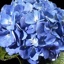 Box of Hydrangea Shocking Blue