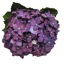 Box of Hydrangea Purple