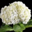 Box of Hydrangea Jumbo White