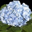 Box of Hydrangea Blue Premium