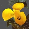 10st Mini Calla Florex Gold