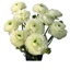 Box of Ranunculus White Elegance