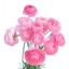Box of Ranunculus Light Pink Elegance