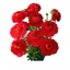 Box of Ranunculus Red Elegance