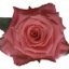 Box of Roses Amsterdam 40-50cm