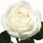 Box of Roses Anastasia 40-50cm