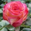 Box of Roses Aquarel 40-50cm