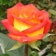 Box of Roses Bibi 40-50cm