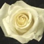 Box of Roses Blizzard 40-50cm