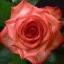 Box of Roses Blush 40-50cm