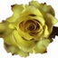 Box of Roses Cantata 40-50cm