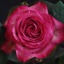Box of Roses Carrousel 40-50cm
