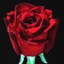 Box of Roses Charlene 40-50cm