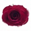 Box of Roses Cherry O 40-50cm