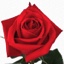 Box of Roses Classy 40-50cm
