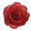 Box of Roses Comtrast 40-50cm