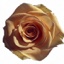 Box of Roses Cumbia 40-50cm