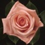 Box of Roses Engagement 40-50cm