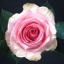 Box of Roses Esperance 40-50cm