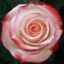 Box of Roses Farfalla 40-50cm