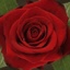 Box of Roses Freedom 40-50cm