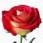 Box of Rose Friendship 40-50cm