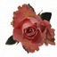 Box of Roses Hermosa 40-50cm