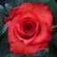 Box of Roses Iguana 40-50cm