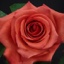 Box of Roses Impulse 40-50cm