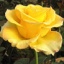 Box of Roses Kerio 40-50cm