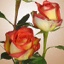 Box of Roses Konfetti 40-50cm
