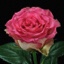 Box of Roses Malibu 40-50cm