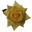 Box of Roses Mohana 40-50cm